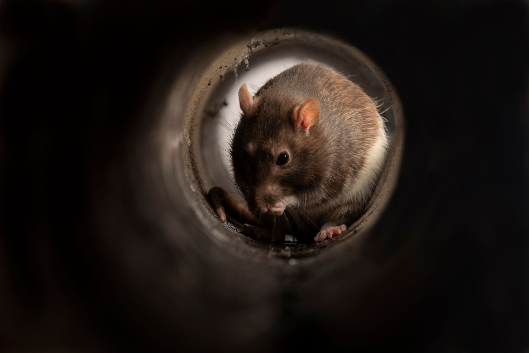 bilde av en rotte i et vannrør, rense rør