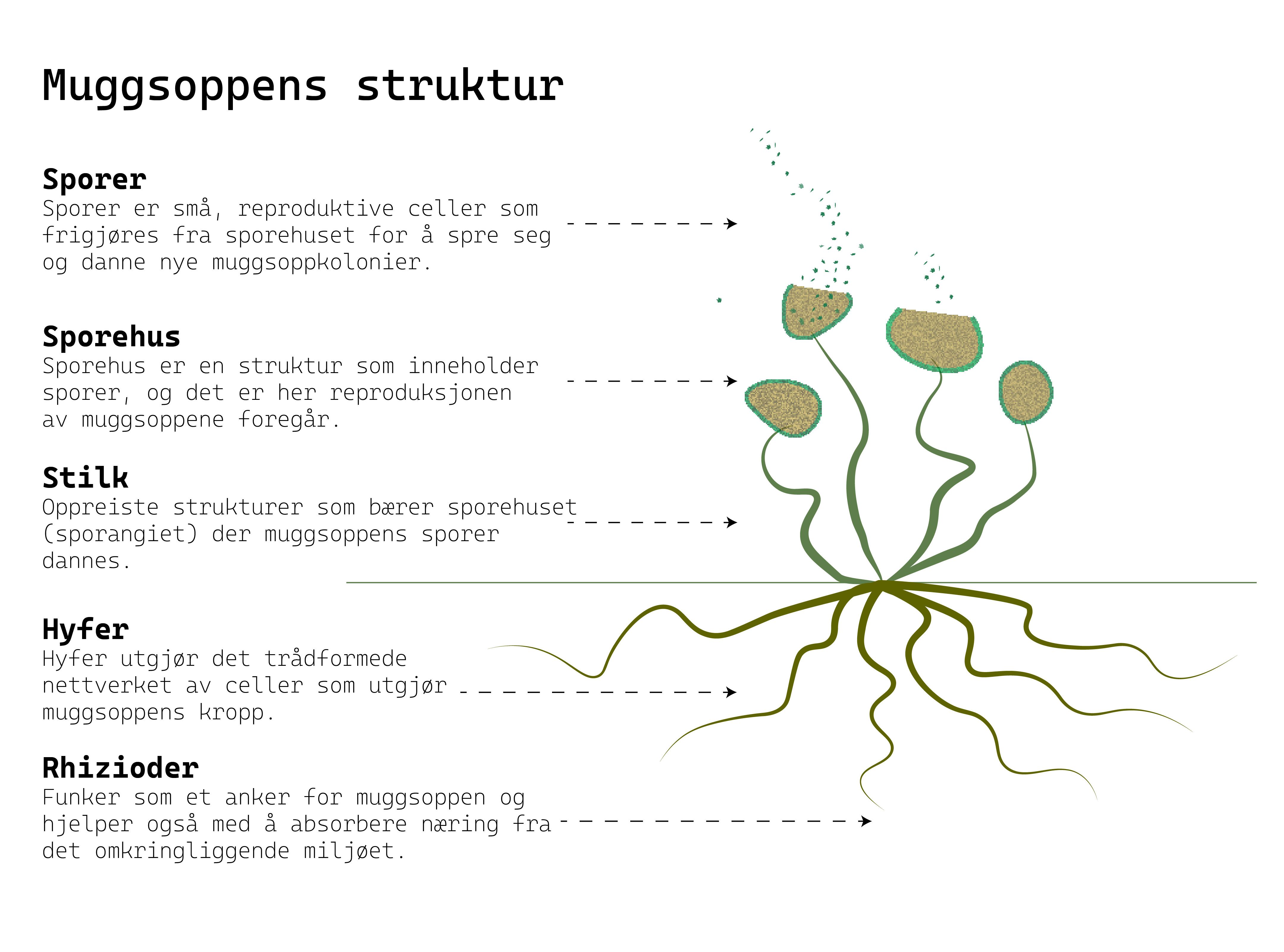 illustrasjon viser muggsoppens struktur, fjern muggsopp