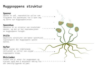 illustrasjon viser muggsoppens struktur, fjern muggsopp