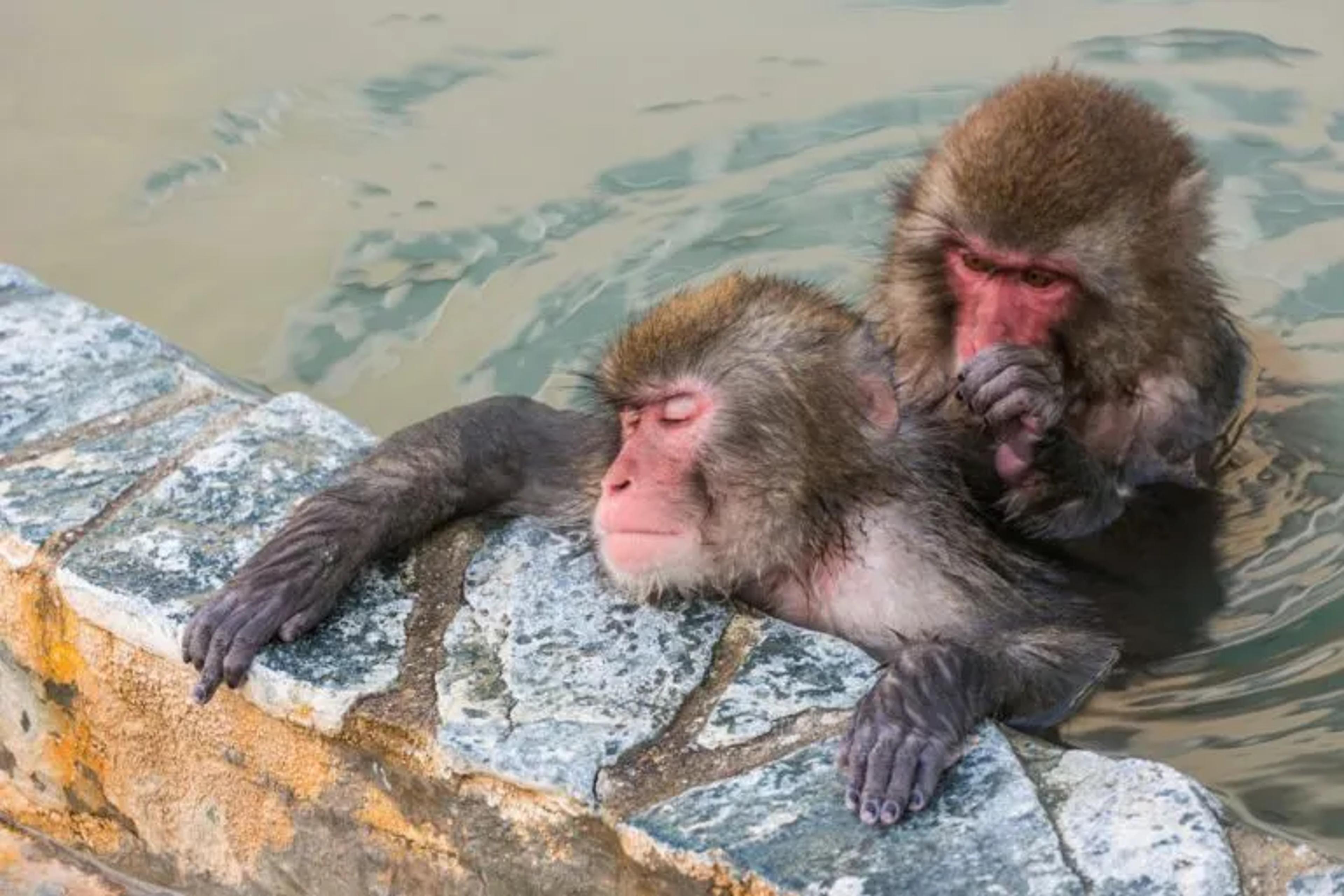 2 monkeys in the hot springs