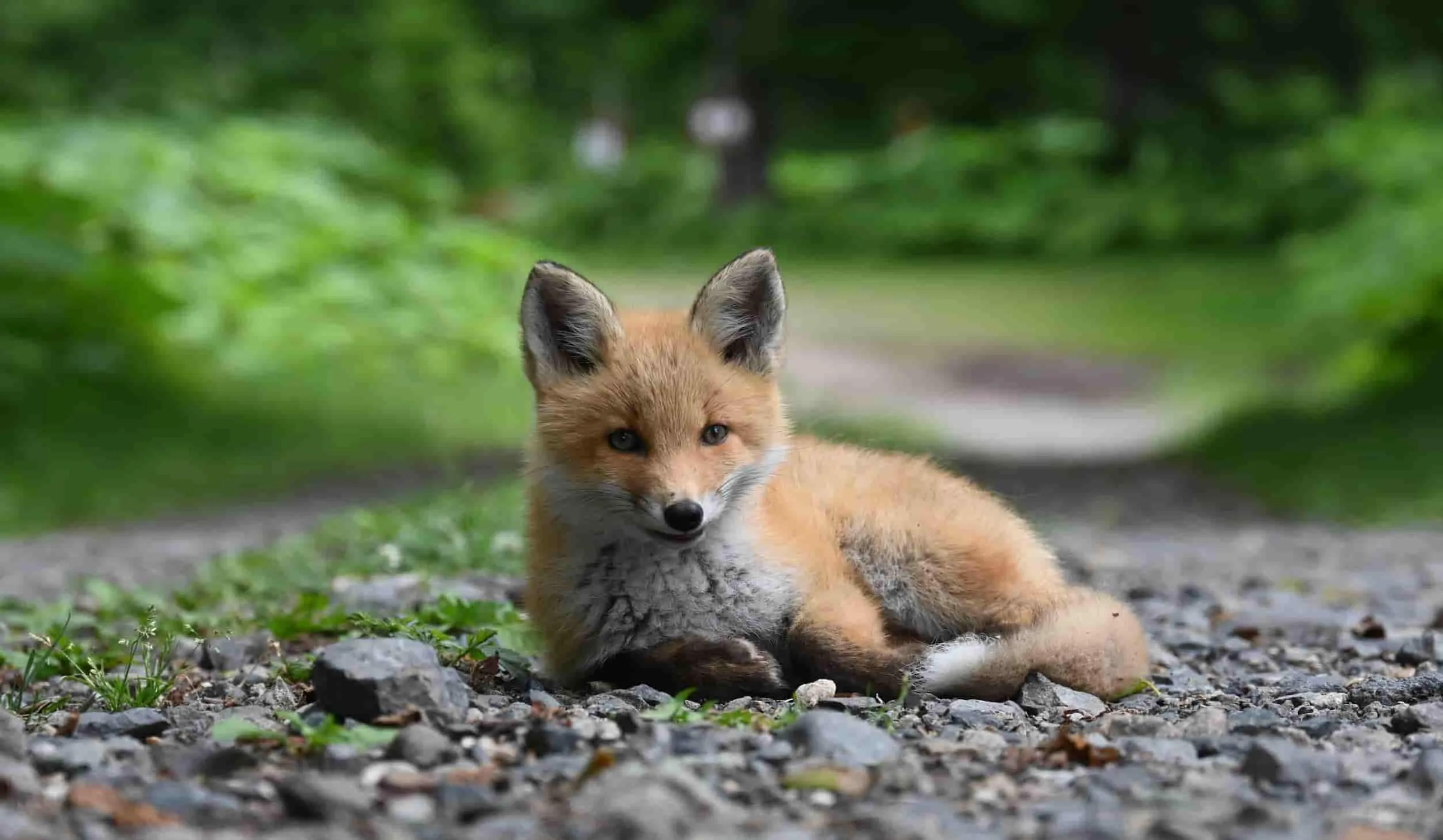 image of a fox or Kitsune in Japanese