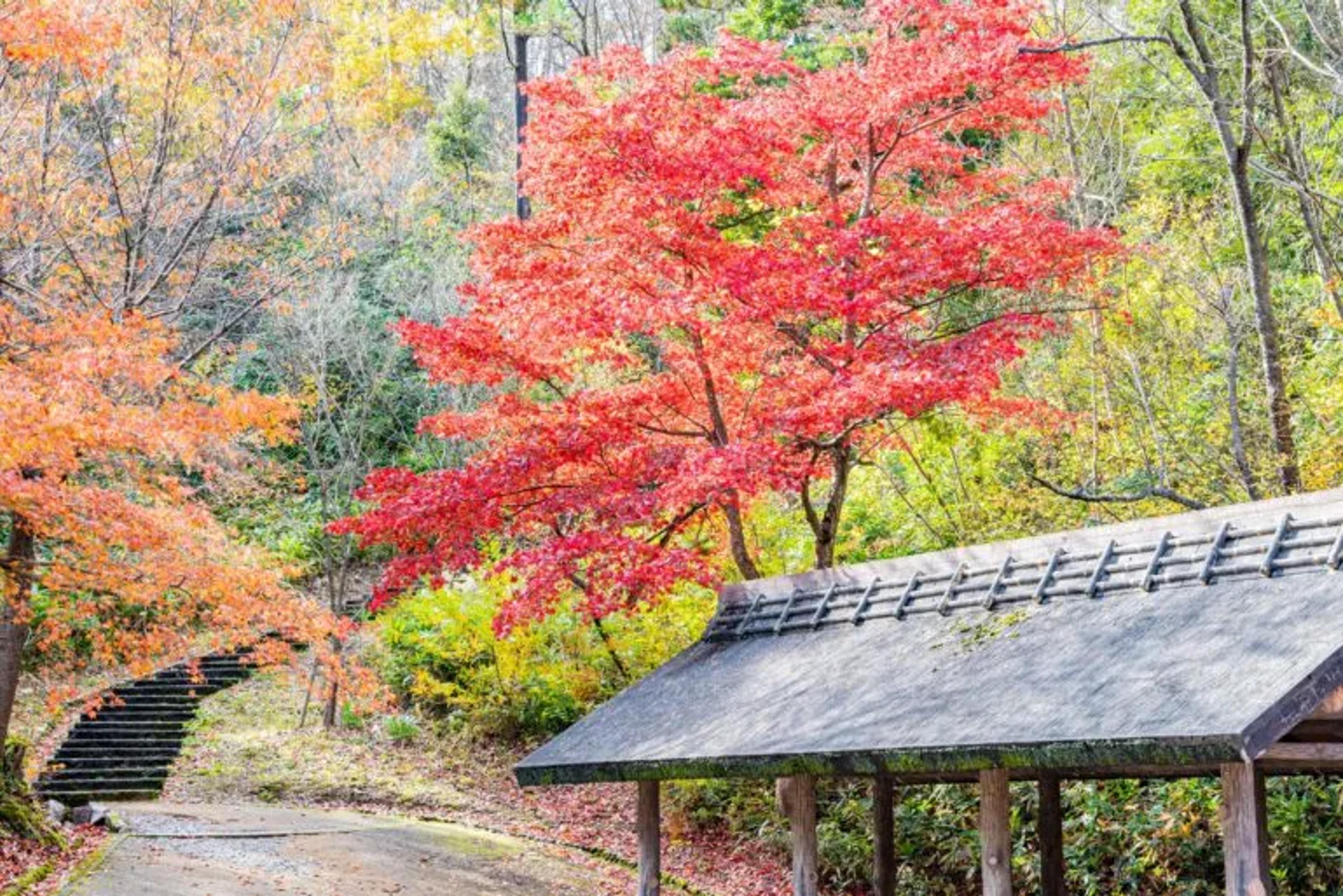 Image of red leaves in November in Japan