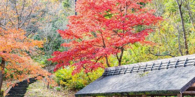 Image of red leaves in November in Japan