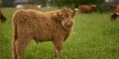 Image of a Cow. One of the 12 animals of the zodiac