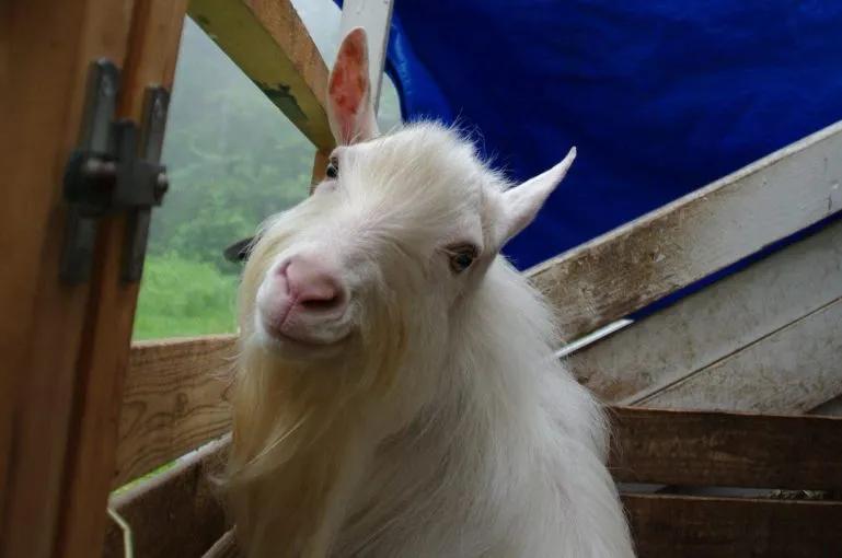 shaggy white goat smiling