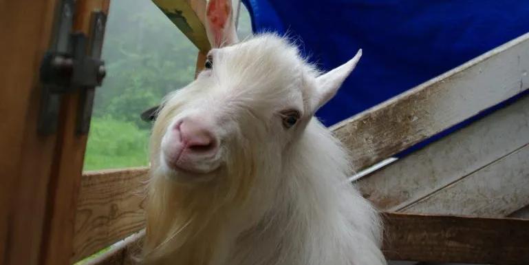shaggy white goat smiling