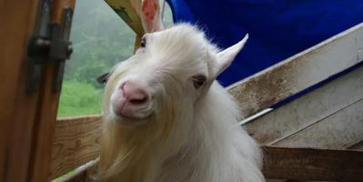 shaggy white goat smiling