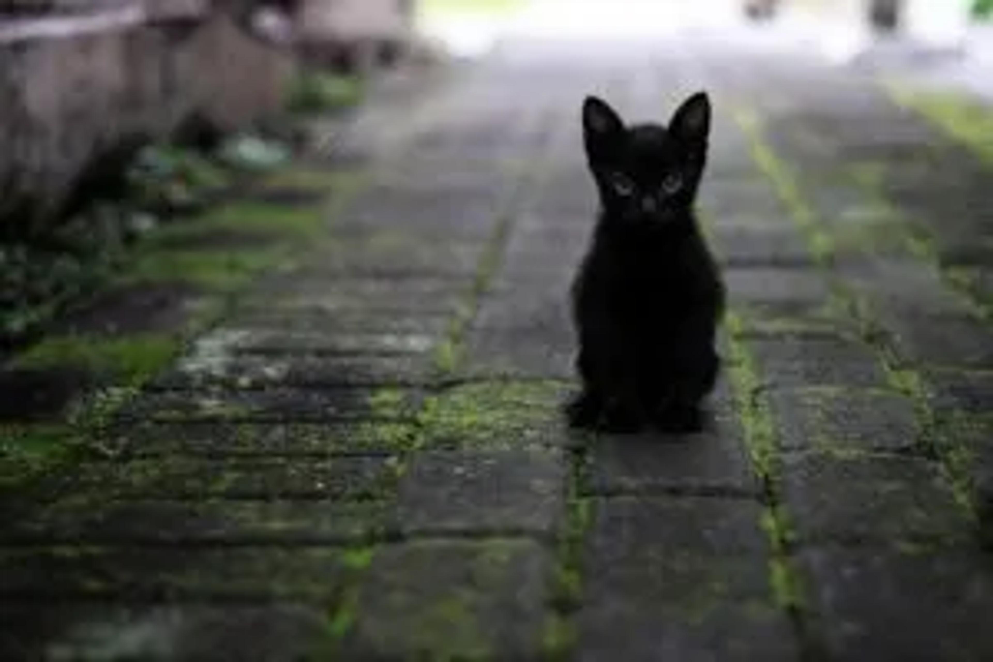 Black Cat