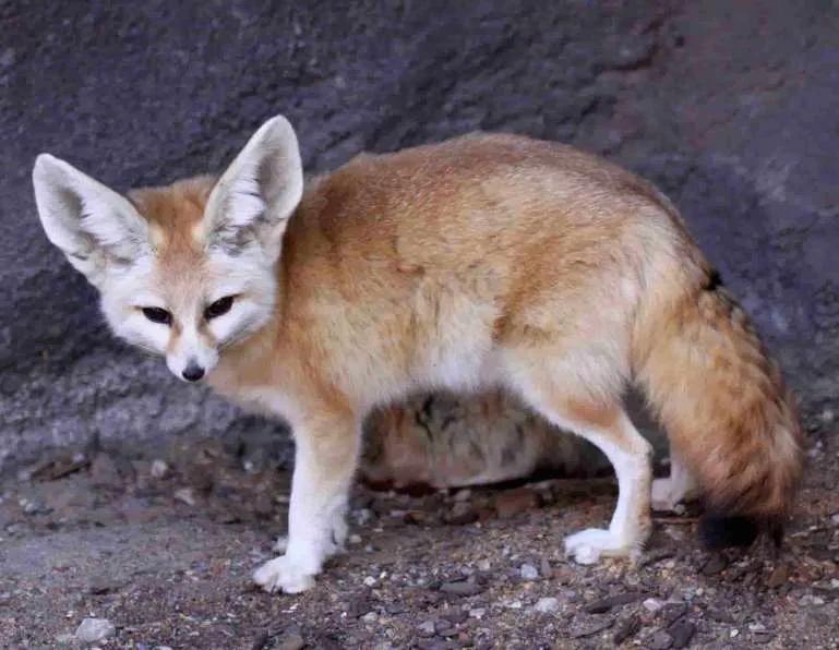 Fennec Fox image