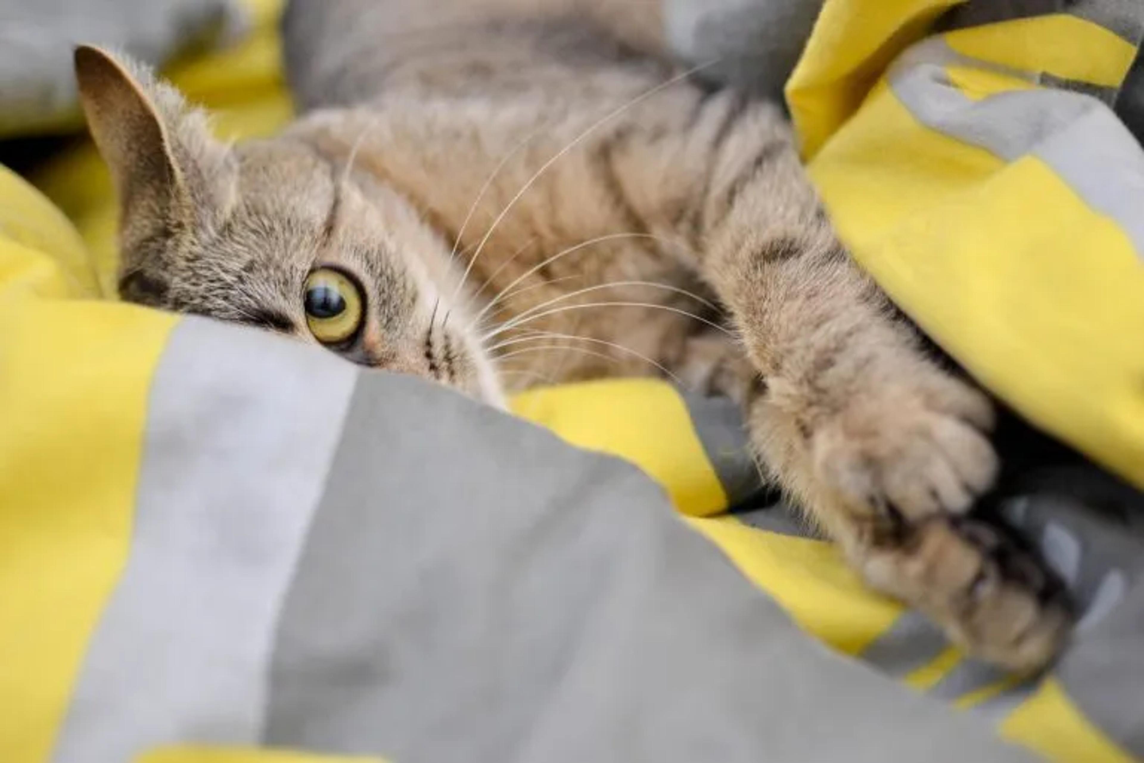 A cat looking