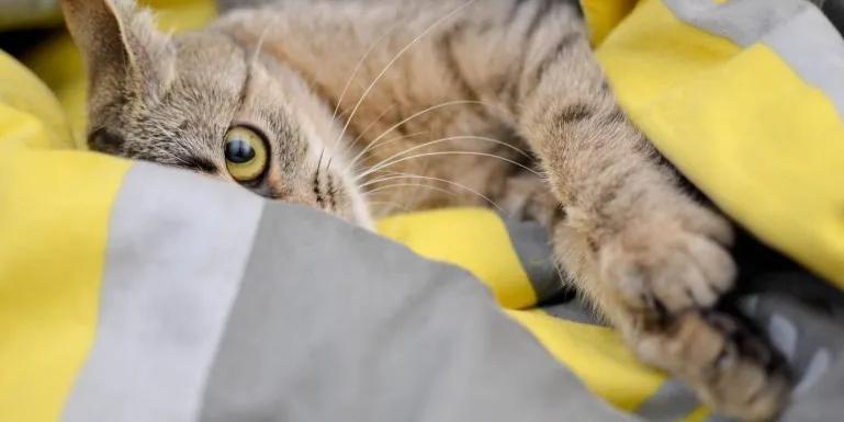 A cat looking