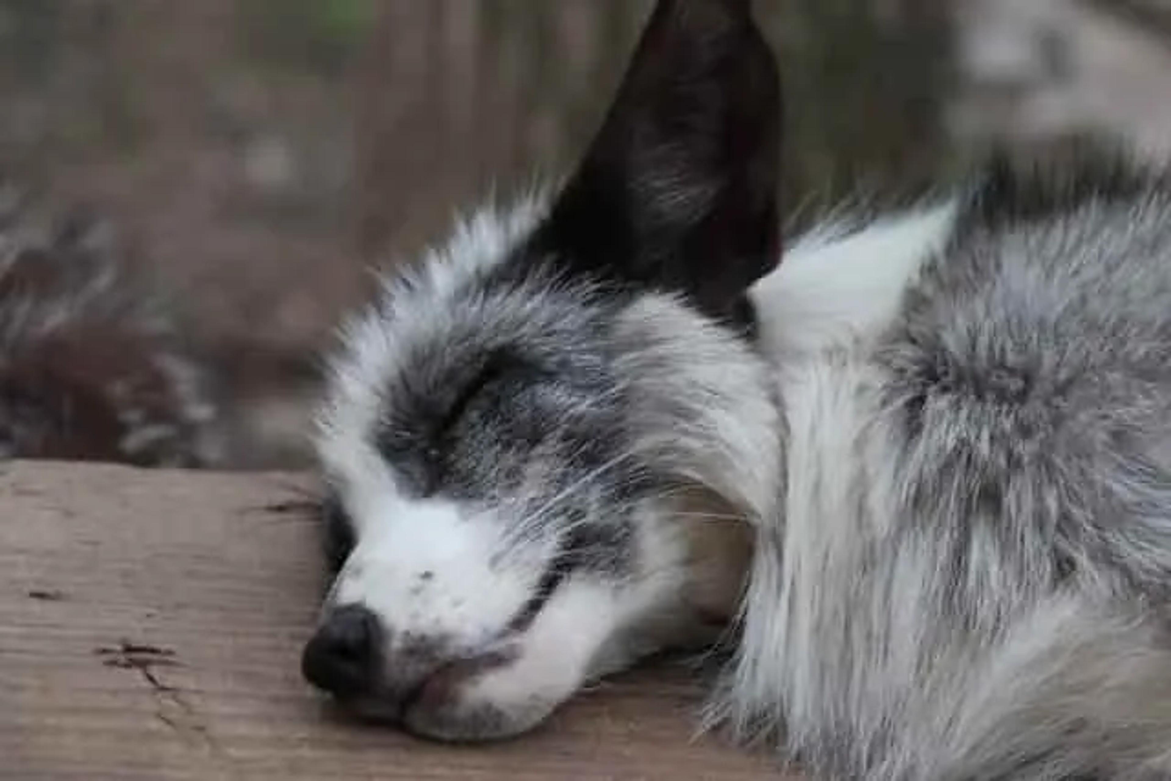 silver fox sleeping