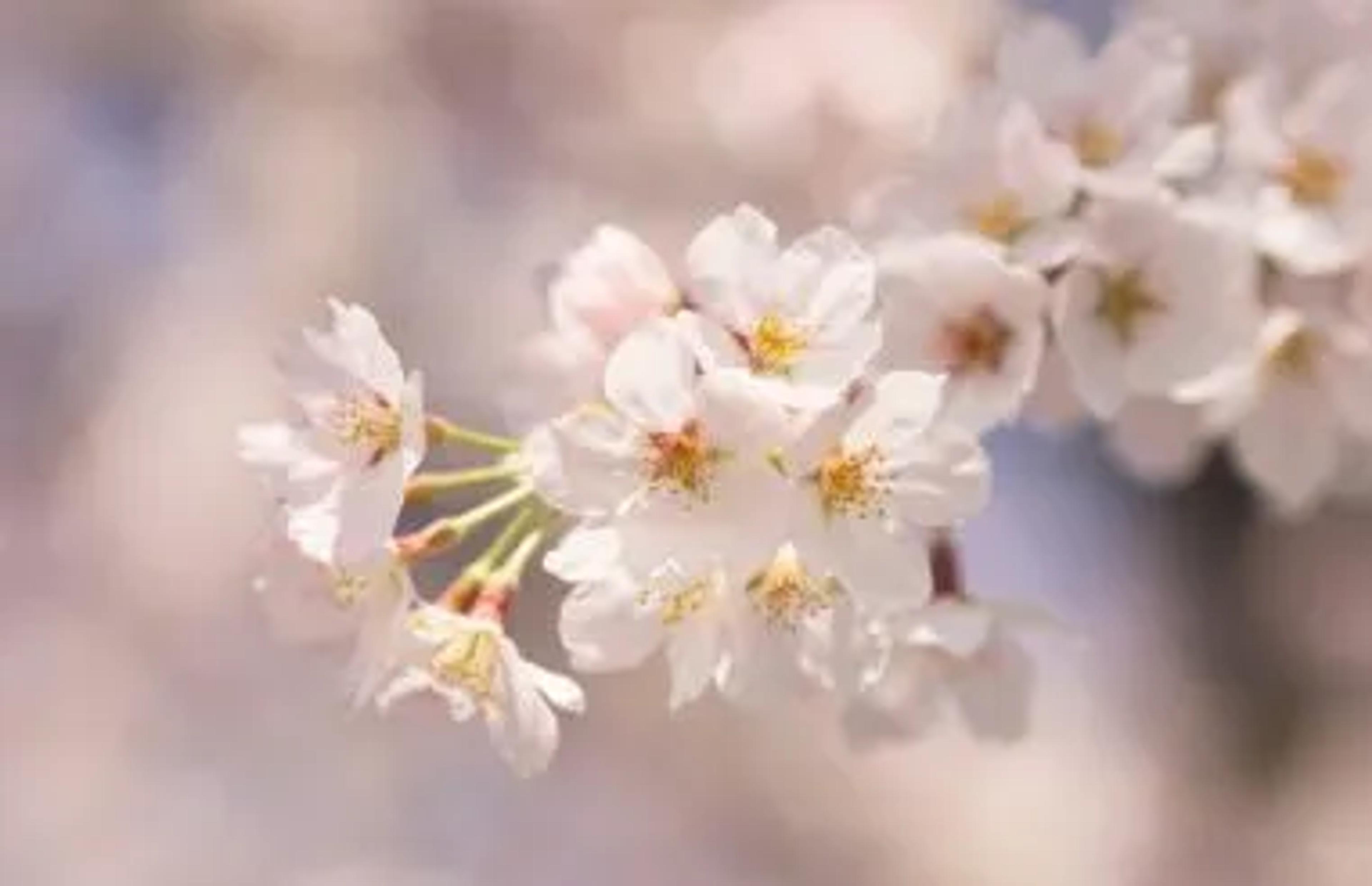 Sakura Cherry Blossomsjpg