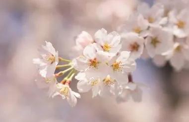 Sakura Cherry Blossomsjpg