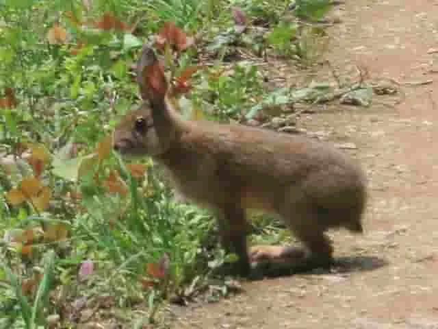 image of a Japanese Hare