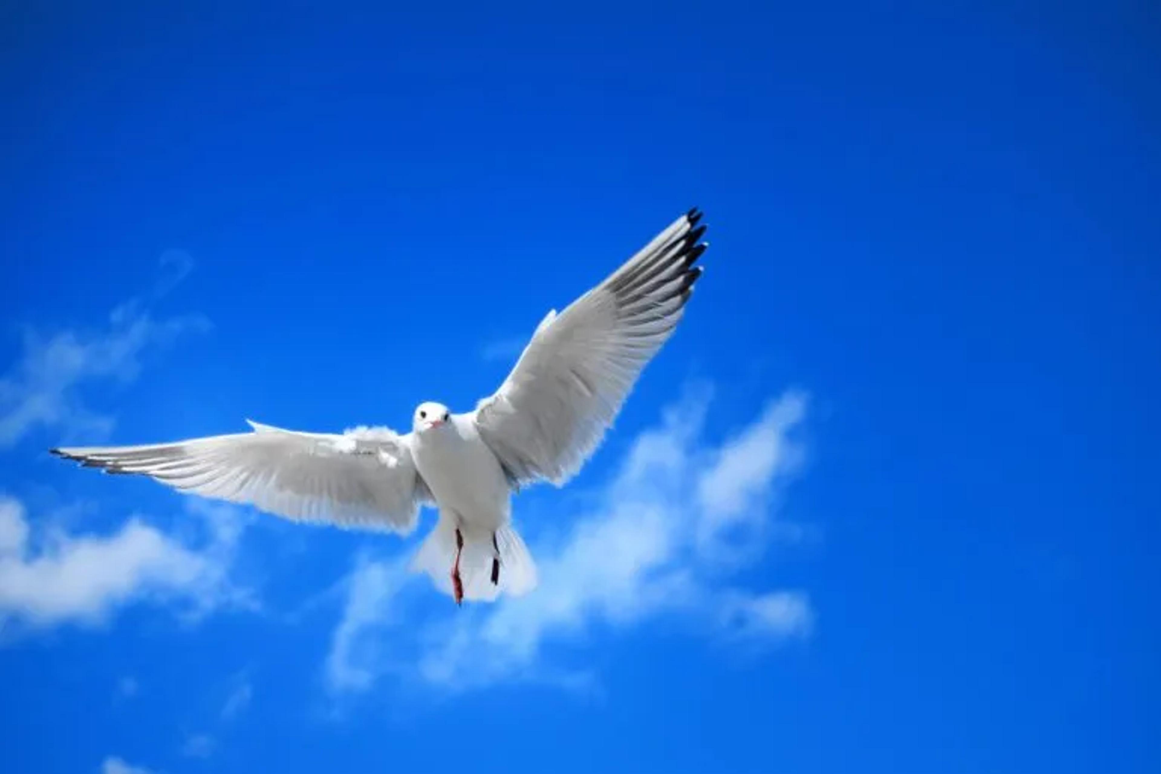Seagull flying through a blue sky