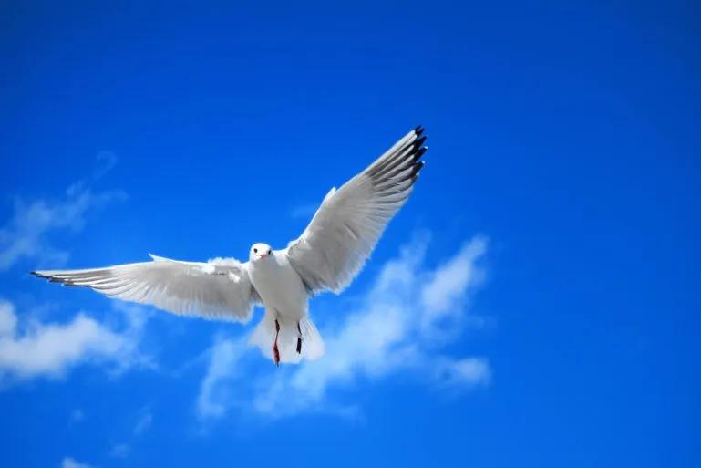 Seagull flying through a blue sky