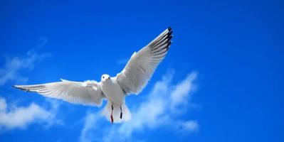 Seagull flying through a blue sky