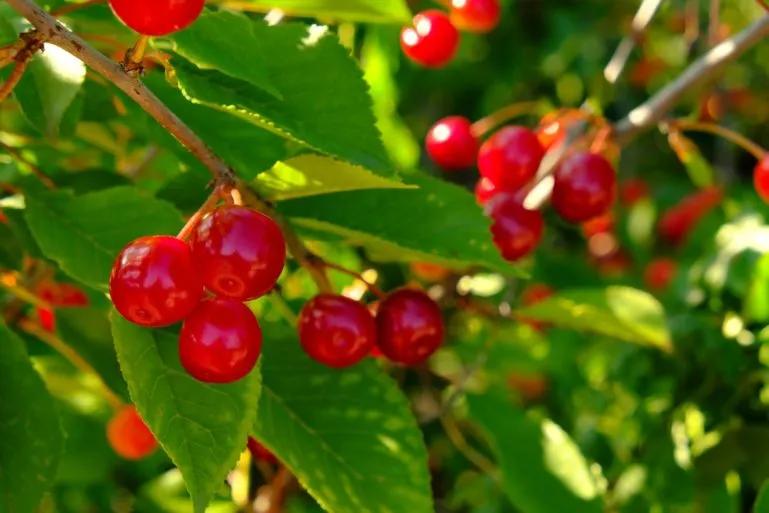 %E3%81%95%E3%81%8F%E3%82%89%E3%82%93%E3%81%BC