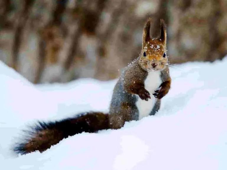 image of an Ezorisu or Sciurus vulgaris orientis