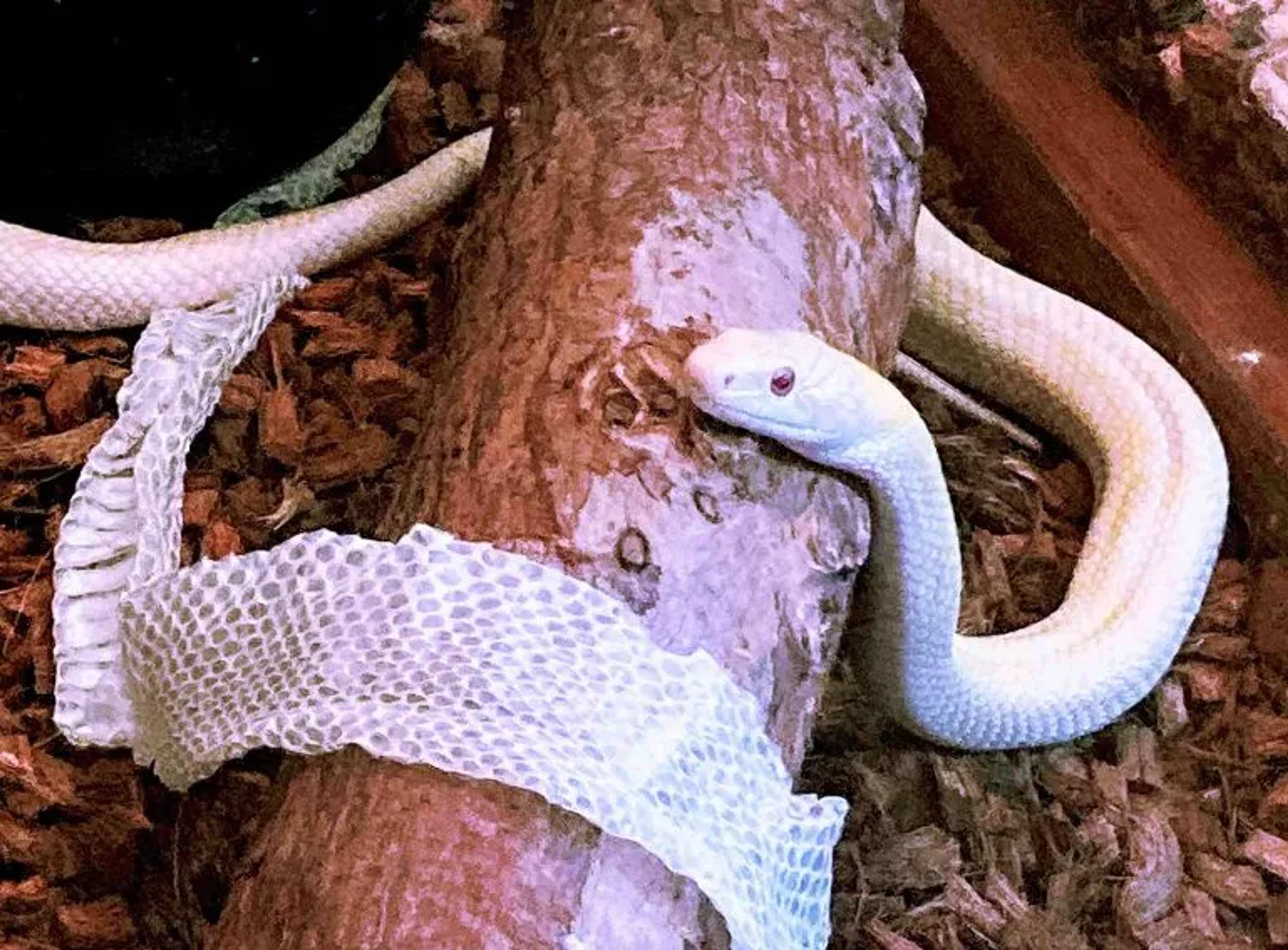 The Year Of The Snake White Snake 1 Scaled