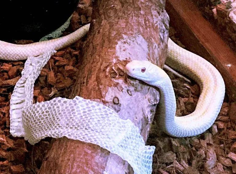 The Year Of The Snake White Snake 1 Scaled