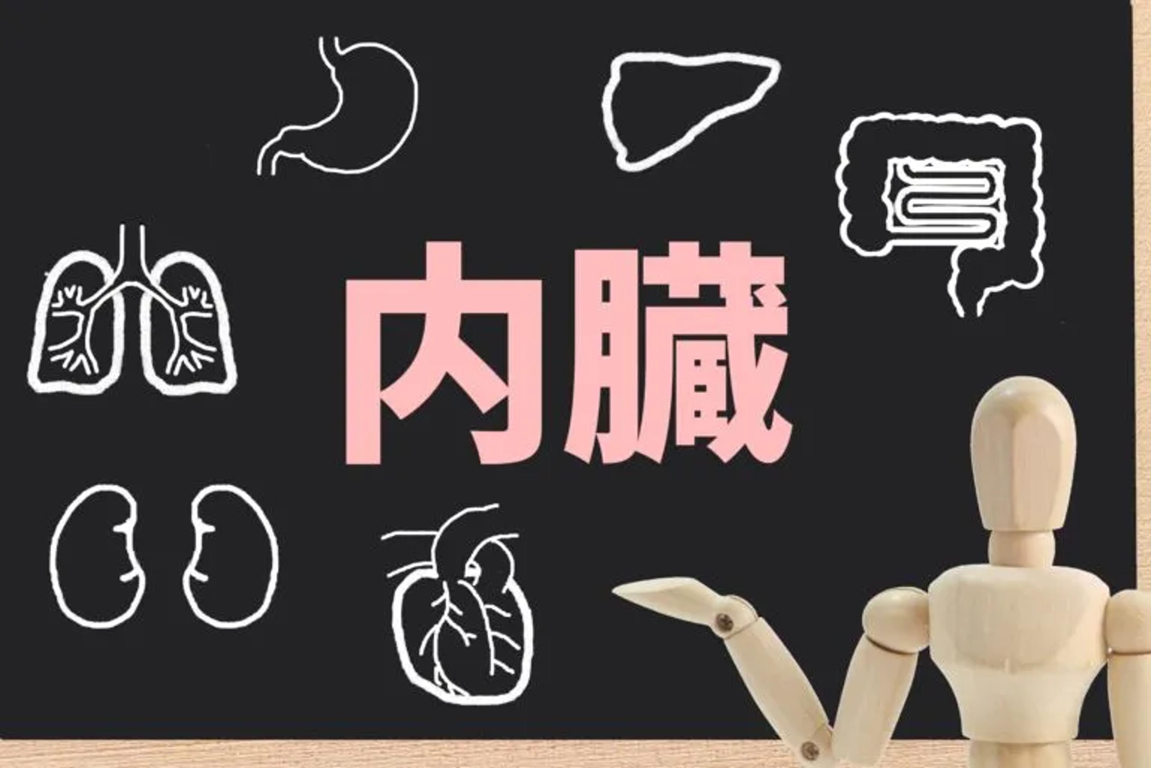 the Japanese word 内臓 which means organ in Japanese surrounded by illustratinos of the organs and a wooden man