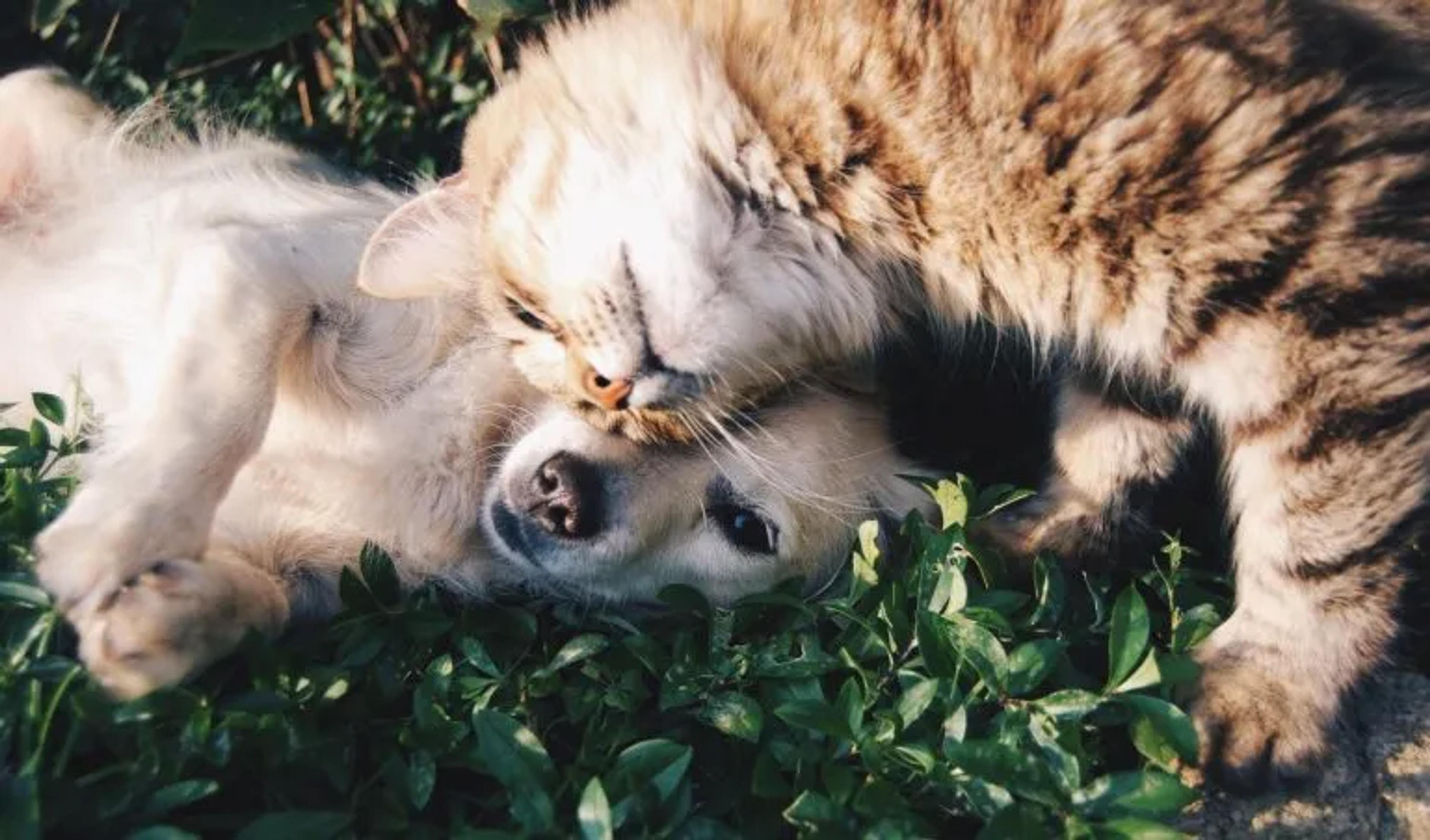 Cat rubbing head against dog