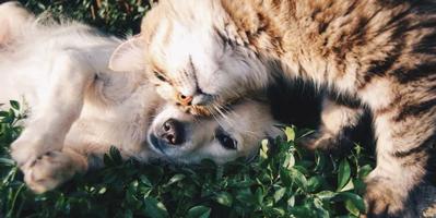 Cat rubbing head against dog