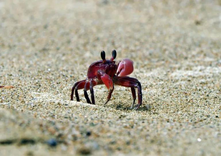 image of a small red crab