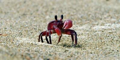 image of a small red crab