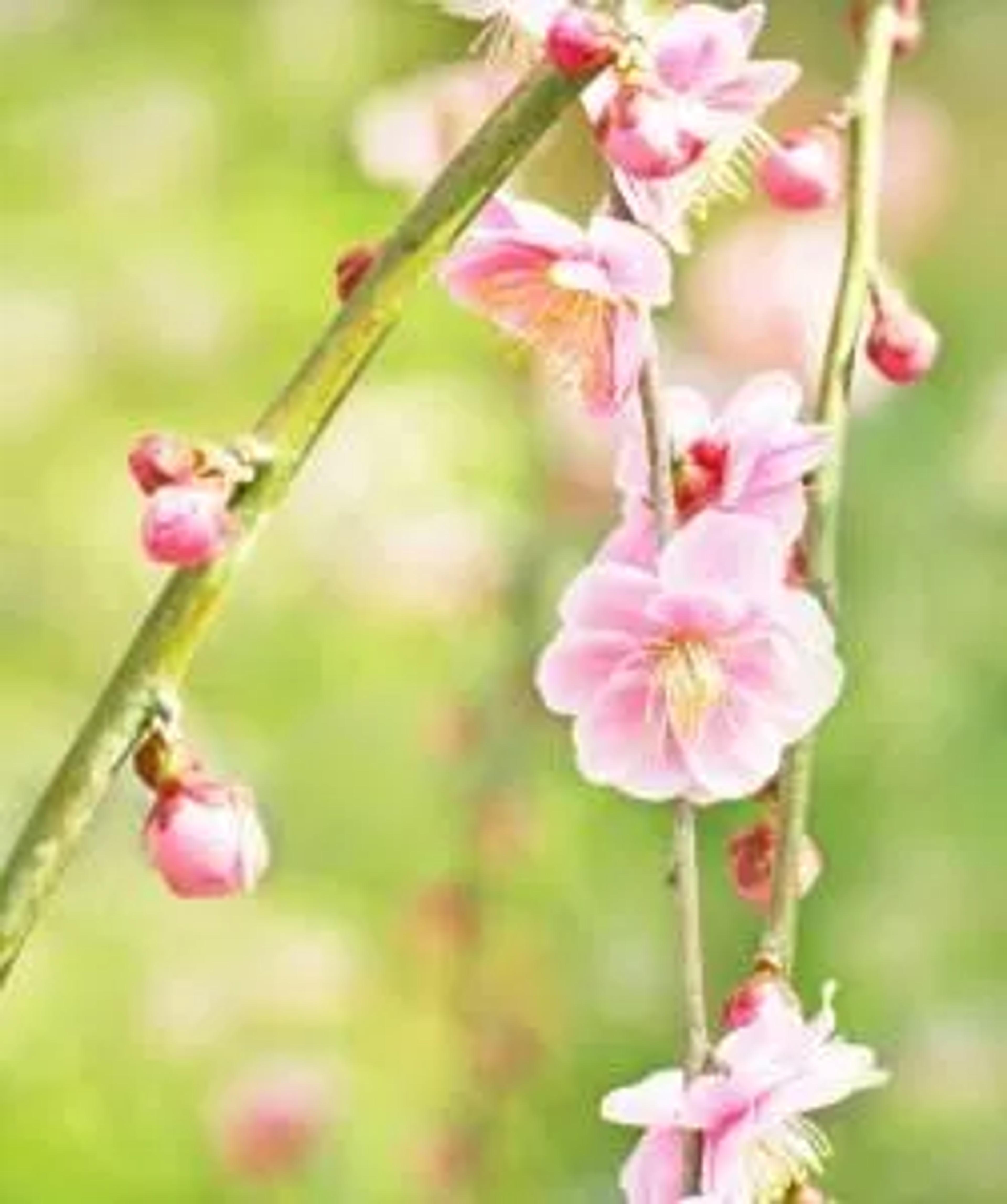 Ume Plum Blossoms