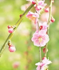 Ume Plum Blossoms