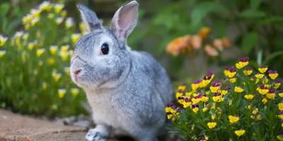 Year of the Rabbit 2023