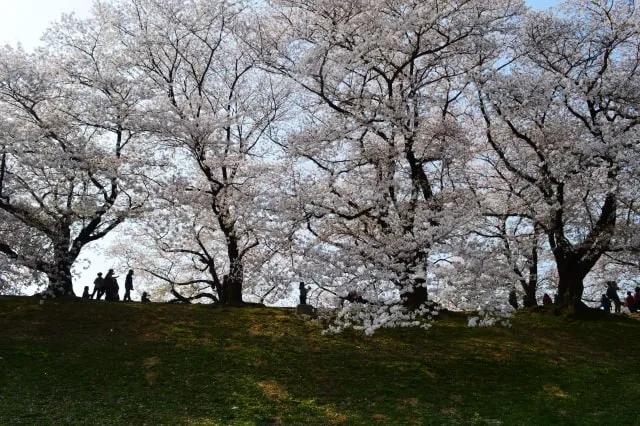 image of sakura trees during Hanami in April