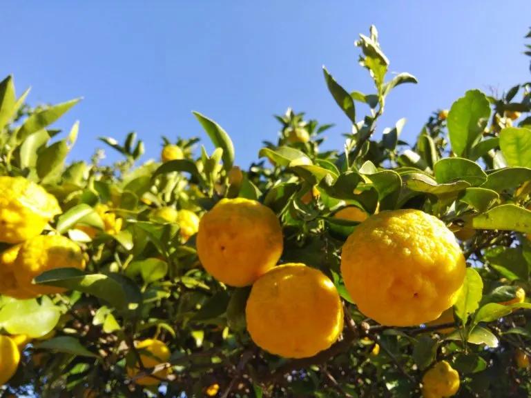Image of the Japanese summer fruit, Yuzu