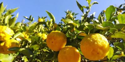 Image of the Japanese summer fruit, Yuzu