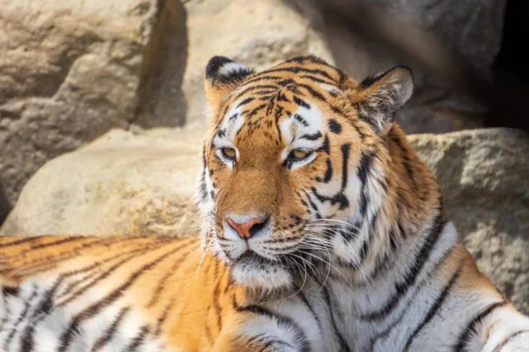 tiger relaxing