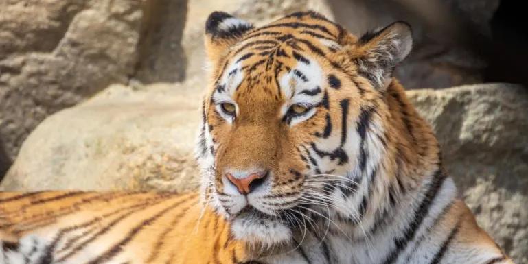tiger relaxing
