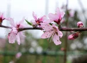 Momo Peach Blossoms