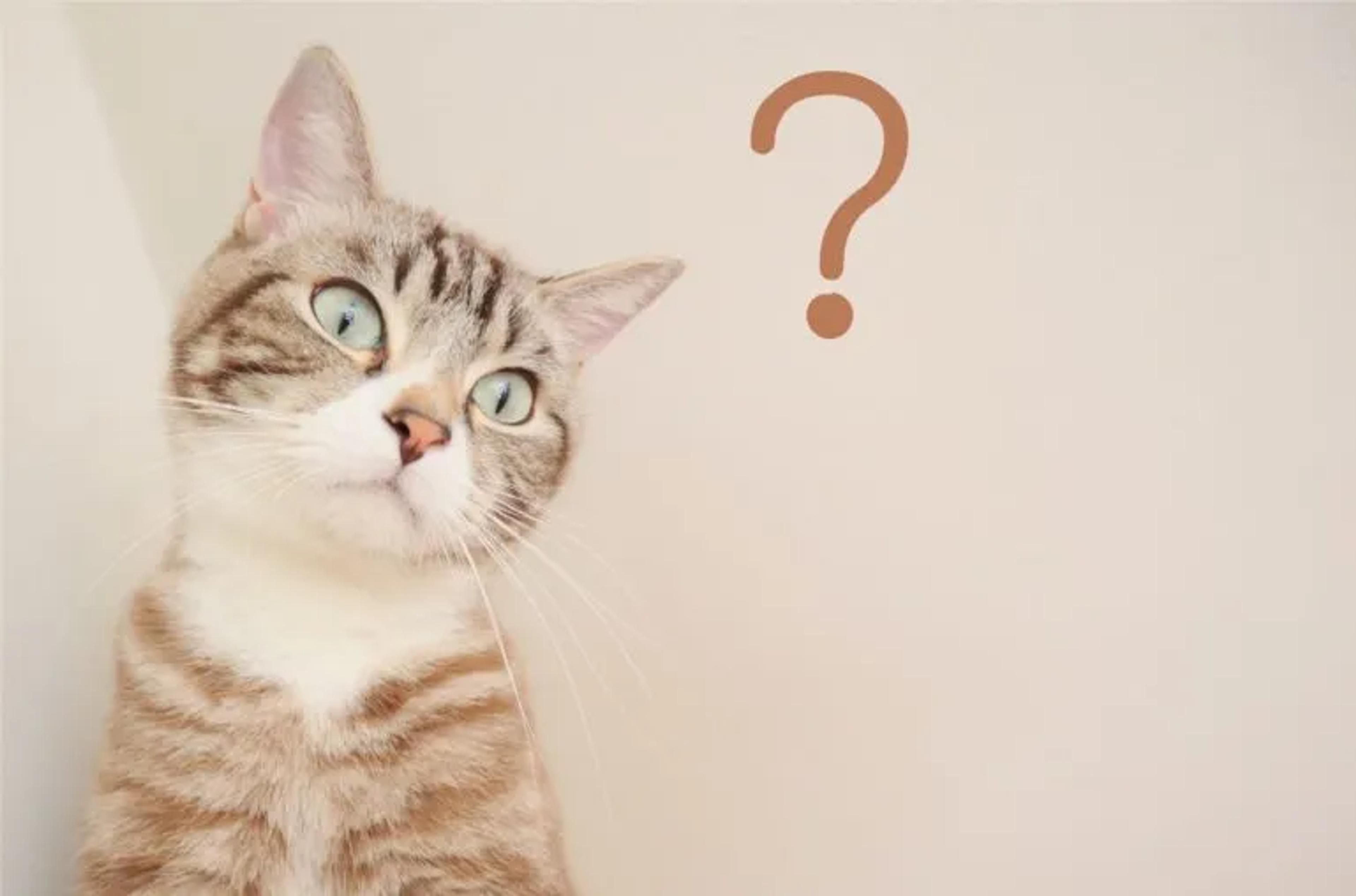 cat wondering how to say something