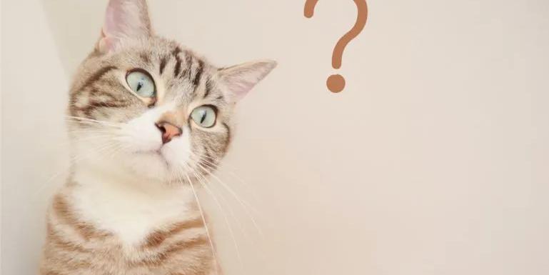 cat wondering how to say something