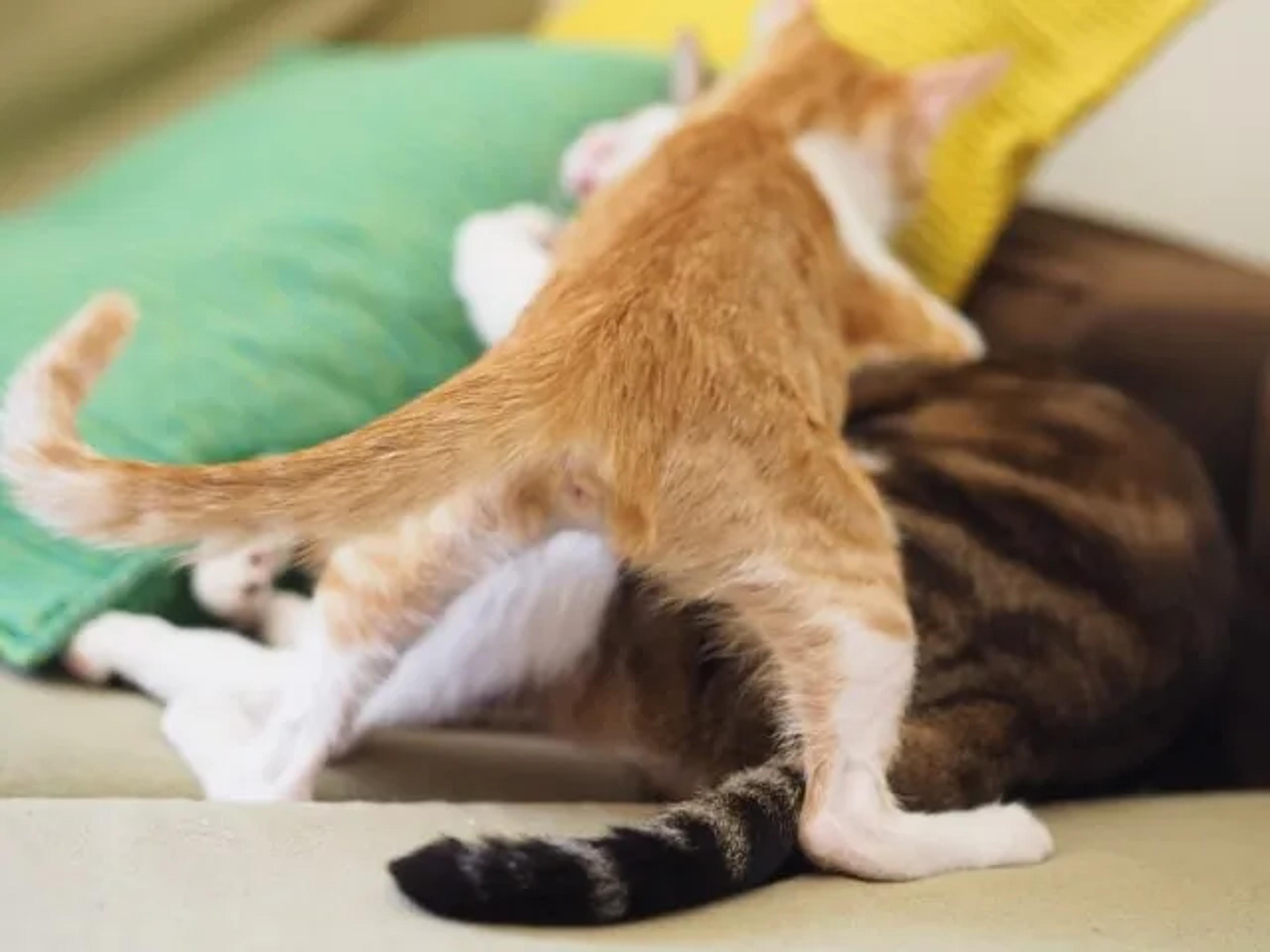 Cat Attack
