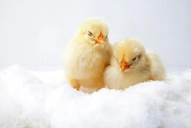 two chicks