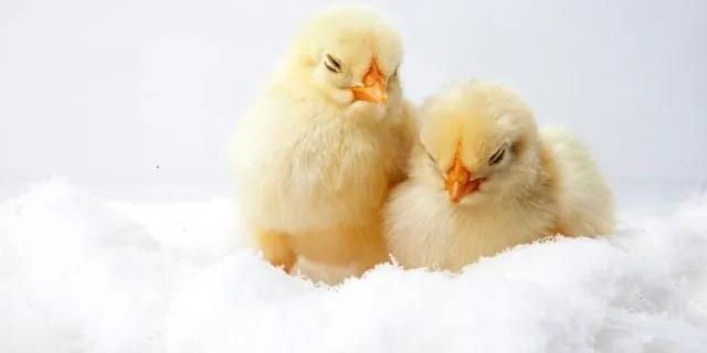 two chicks