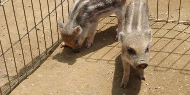 Two small wild boars