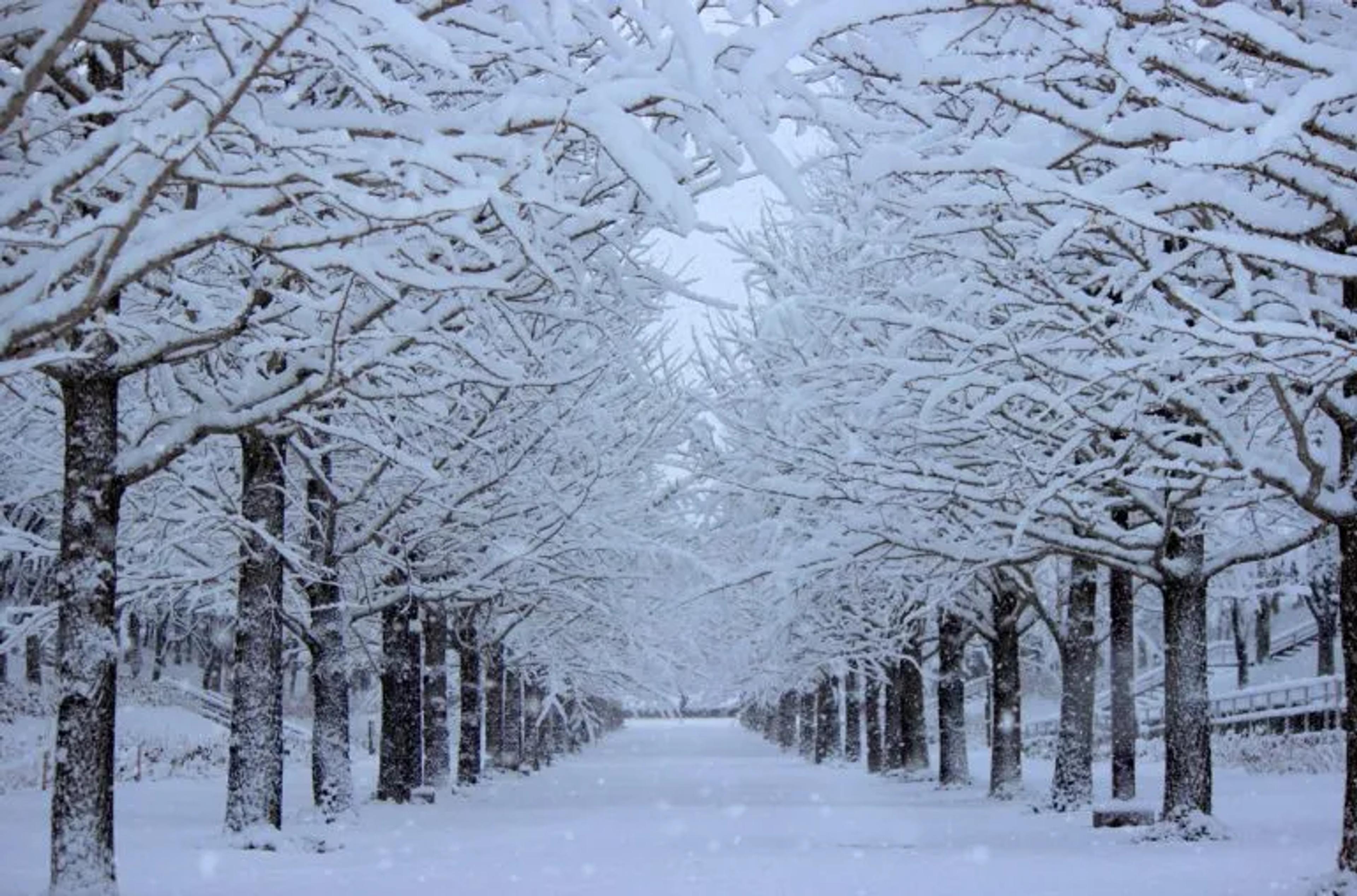 path of snow covered trees showing the winter cold