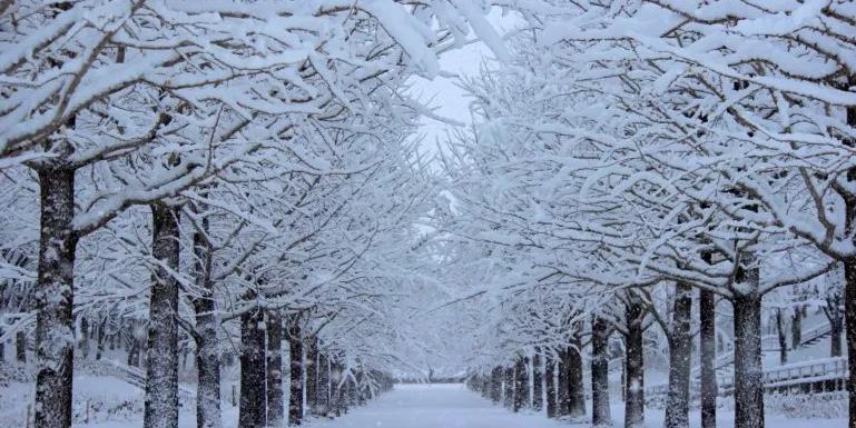 path of snow covered trees showing the winter cold