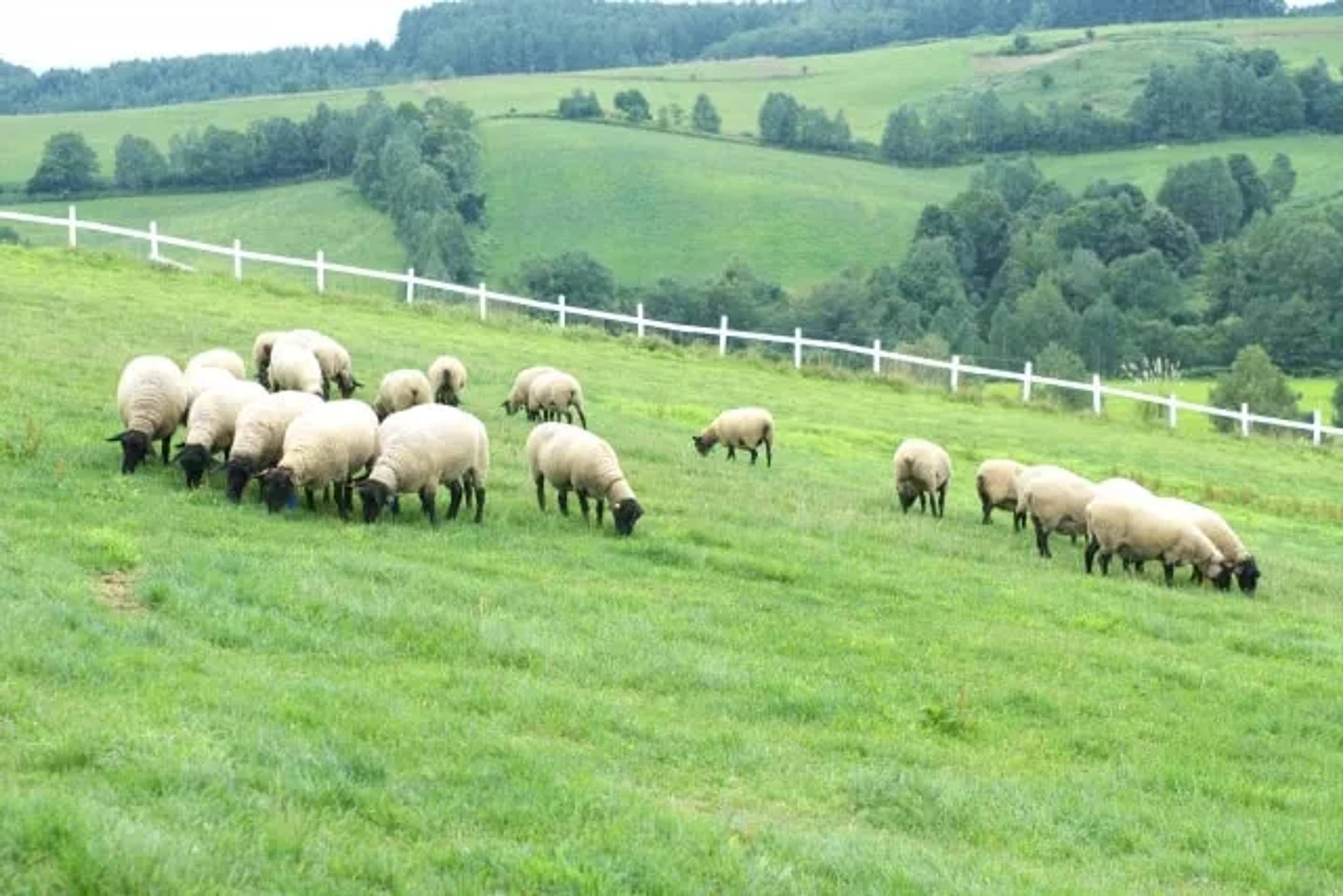 sheep in a field