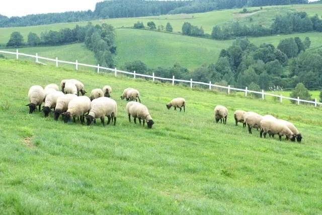 sheep in a field